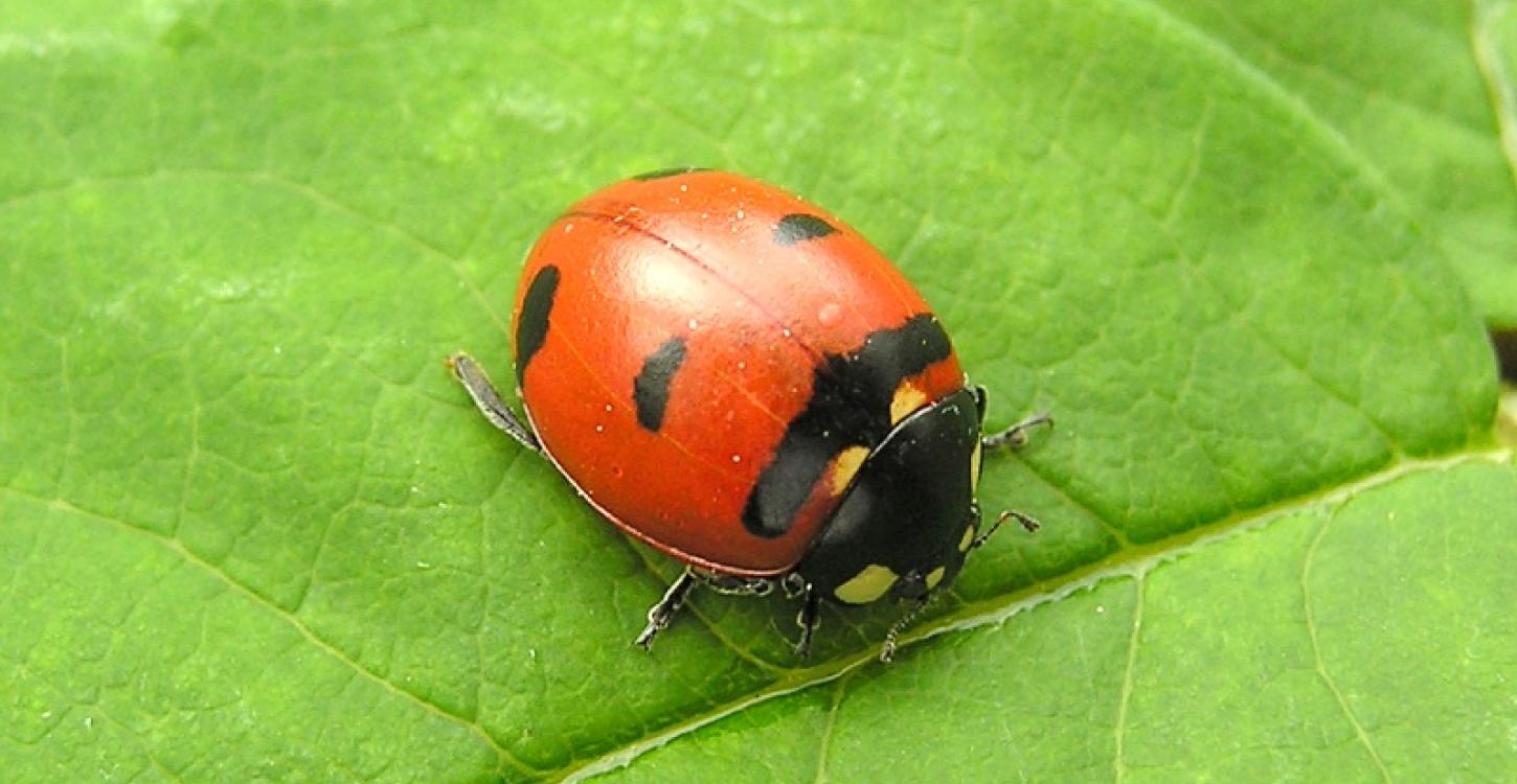Transverse Lady Beetle  (Photo:  Henri Goulet)