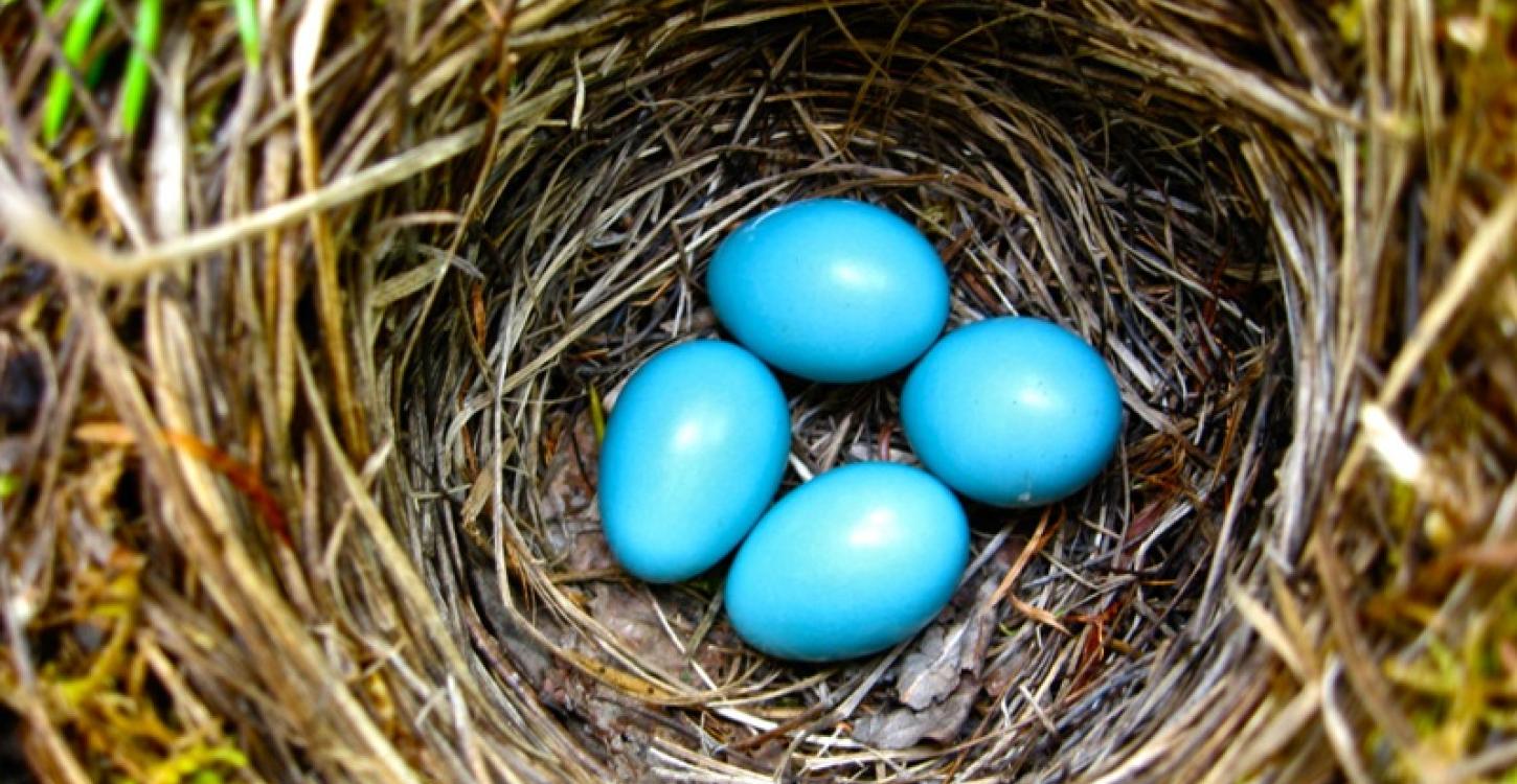 Hermit Thrush Eggs ( Photo:  Jason Charlwood)