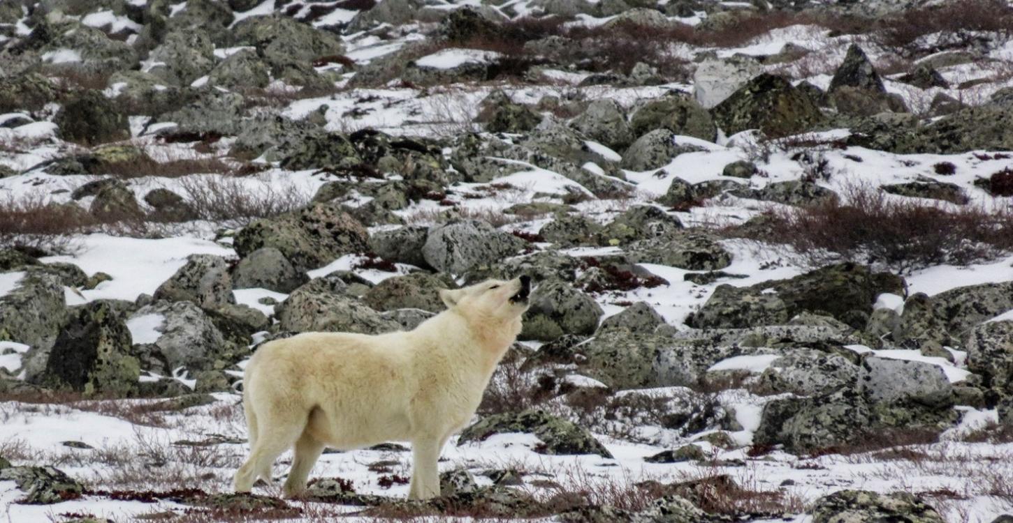 A wolf howling on the Tundra. Photo credit: Catherine Graydon. 