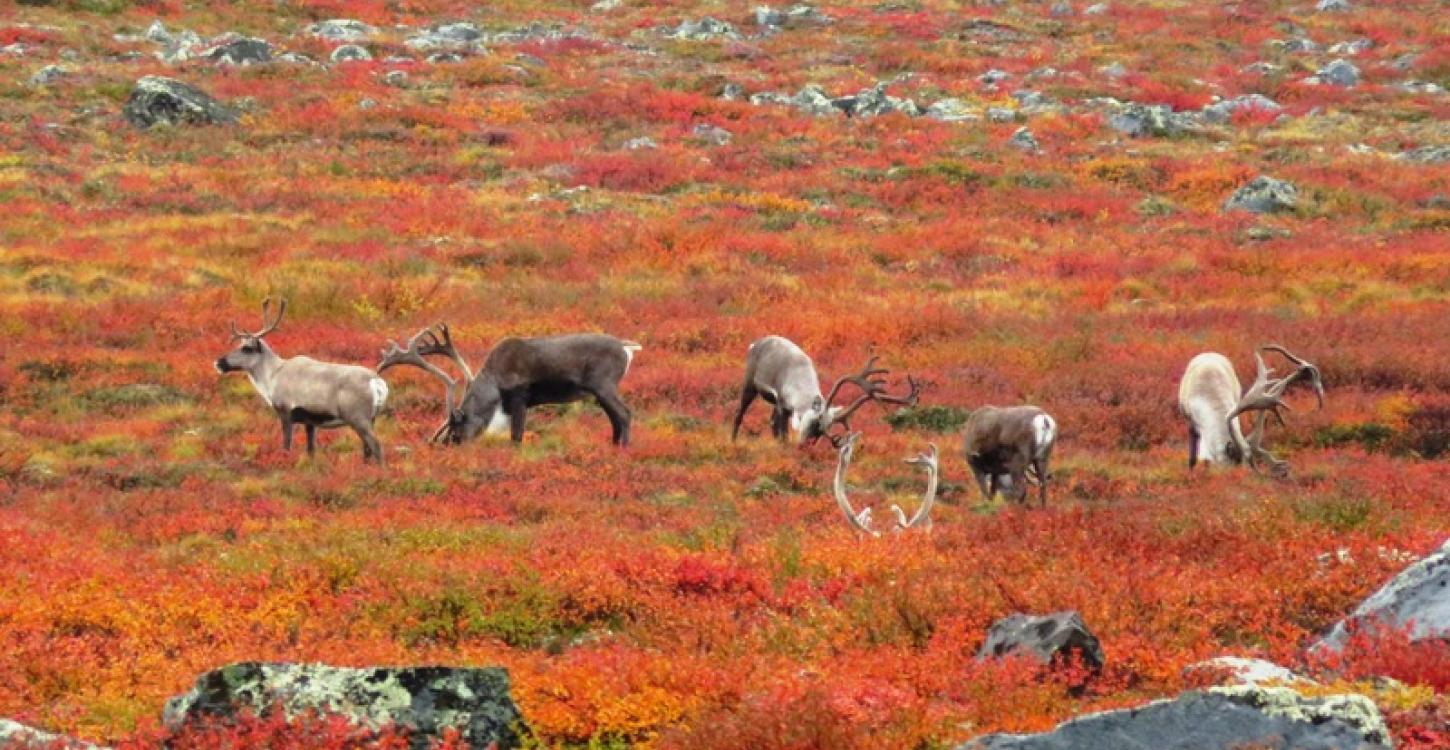 Bathurst caribou on the Barrenland.  Photo:  Catherine Graydon