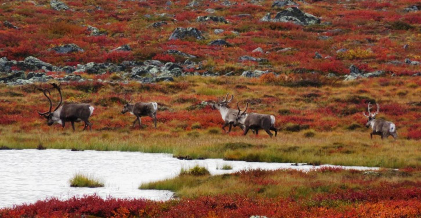 Bathurst caribou on summer range (Photo:  Catherine Graydon)