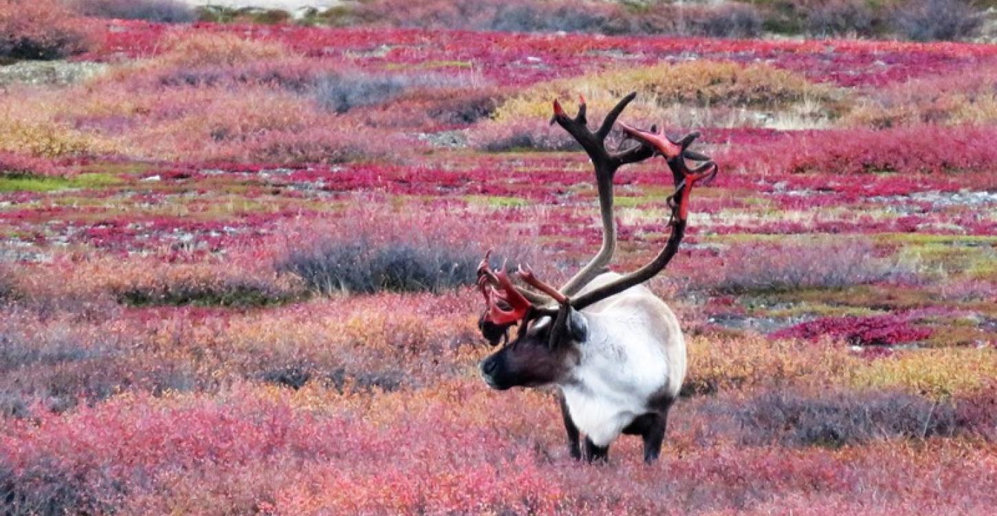 Barren-ground Caribou on the tundra.  Photo:  Catherine Graydon