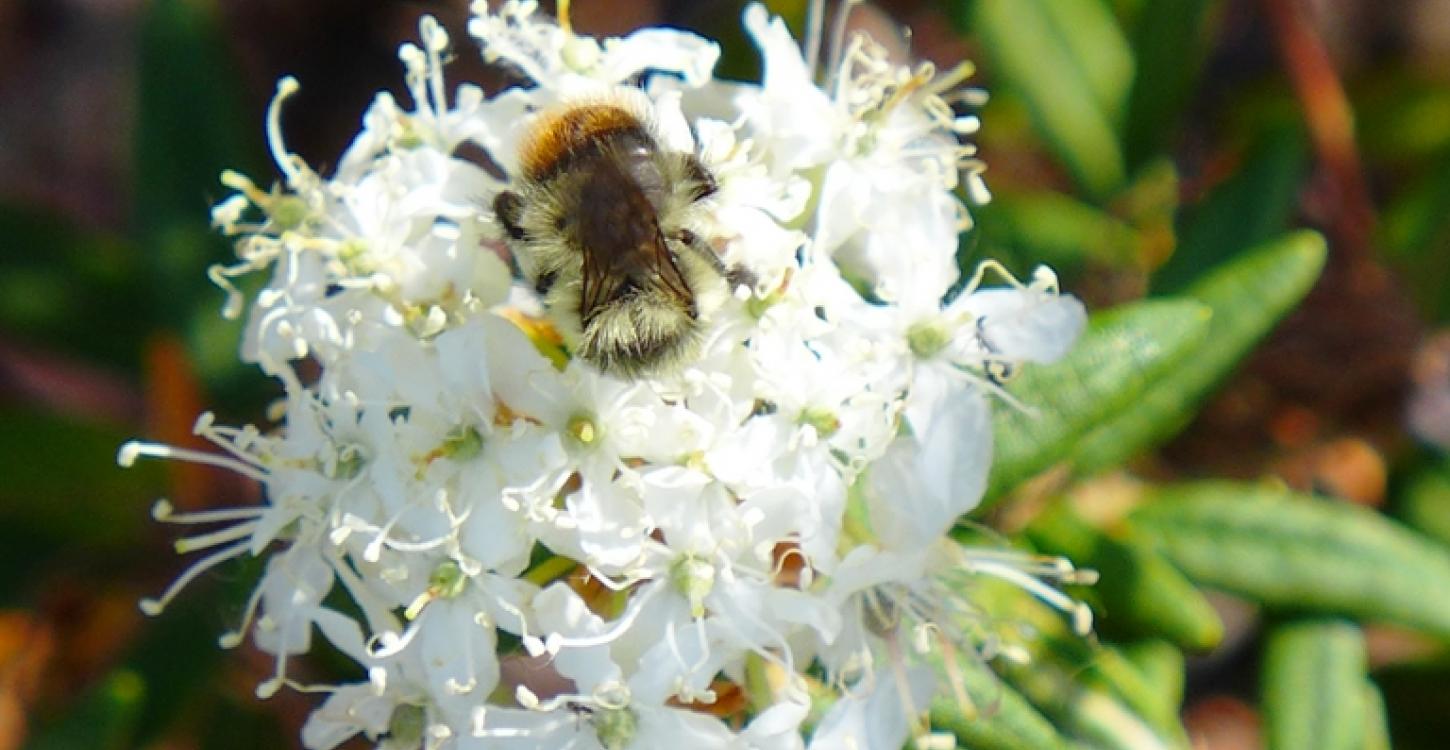 Bumblebee in Labrador Tea flowers (Photo:  Susan Beaumont, WRRB)