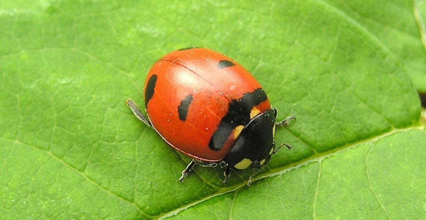 Transverse Lady Beetle. Photo credit: Henri Goulet via https://www.nwtspeciesatrisk.ca/species/transverse-lady-beetle