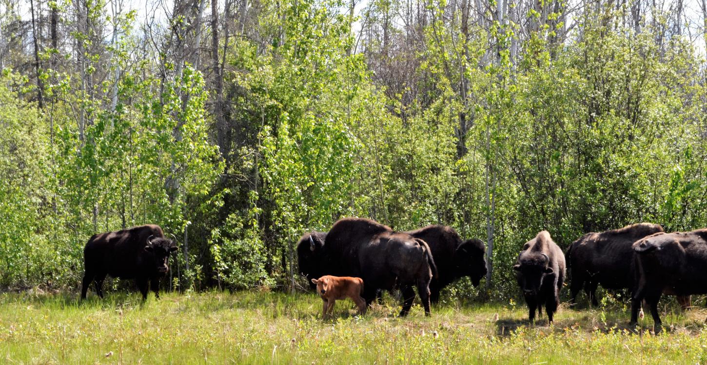 Mackenzie Wood bison  (Photo:  Susan Beaumont, WRRB)