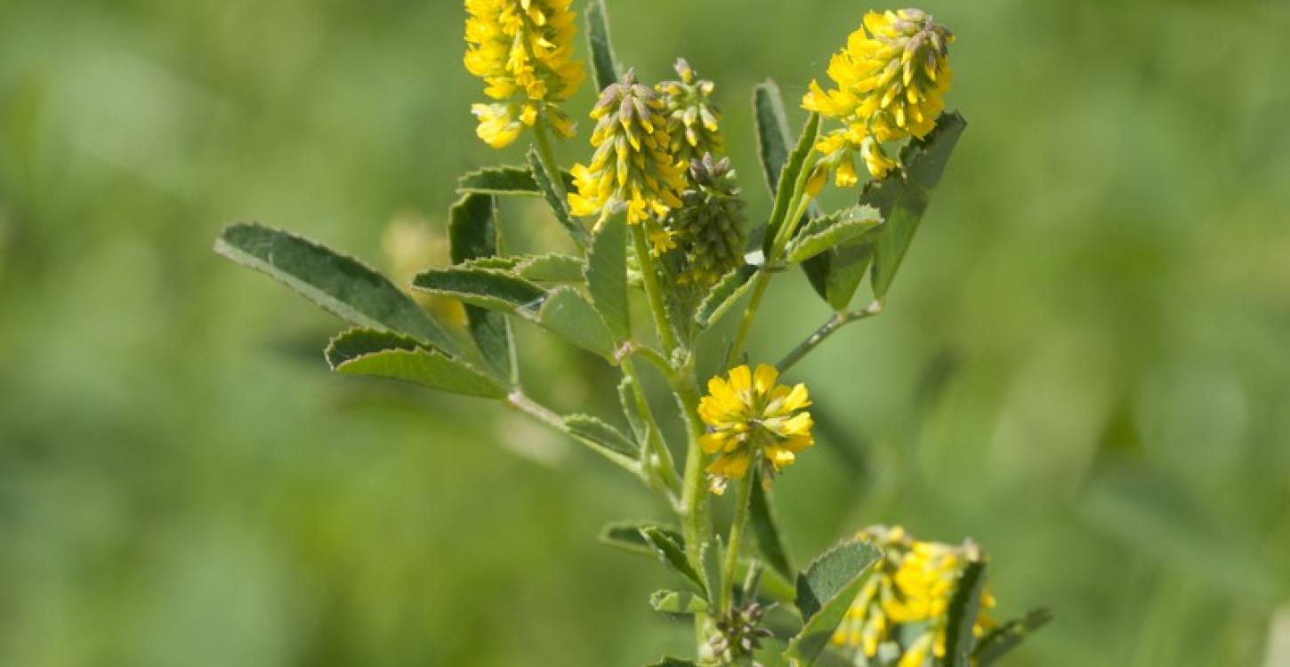 Sweet clover can take over naturally disturbed habitats.  Pictured is yellow sweet clover.  The closely related white sweet clover is found in many places in the NWT.  Photo:  Zeynel Cebeci / Wikimedia Commons:  CC BY-SA 4.0 