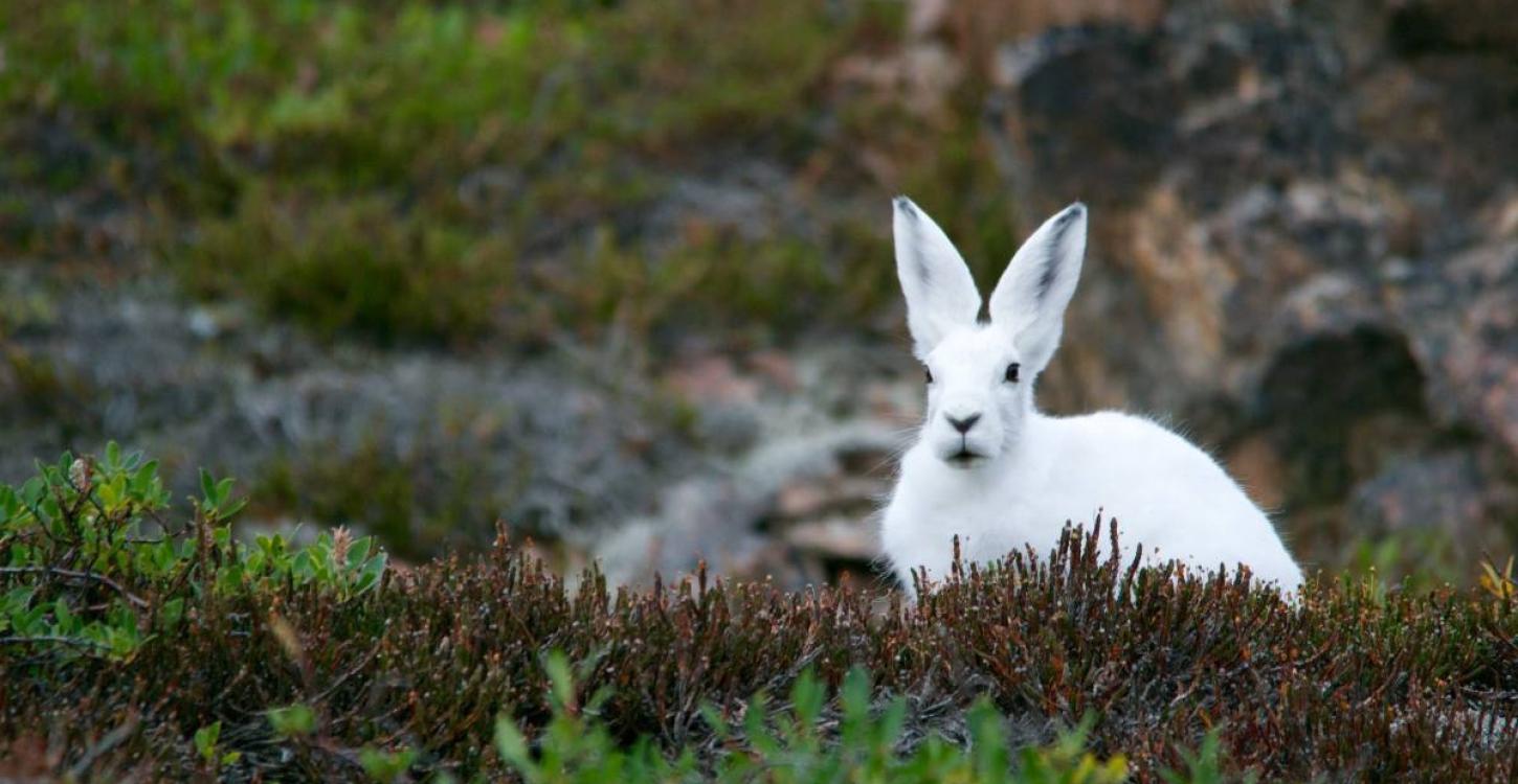 Gahcho (Snowshoe Hare)