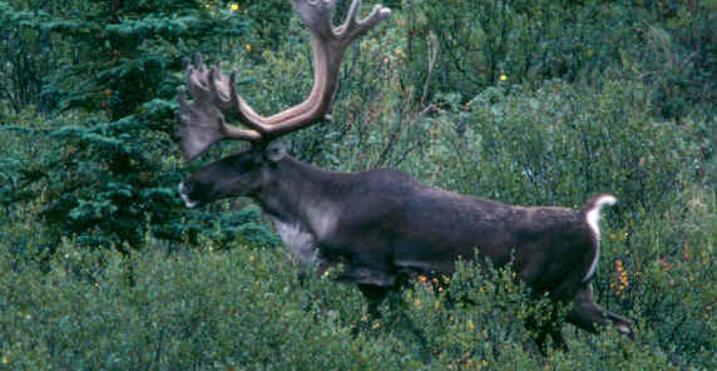 Photo Credit: Nic Larter (ENR)