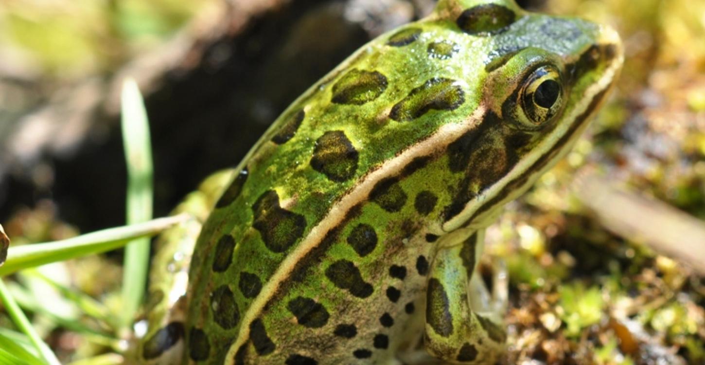 Northern Leopard Frog. Photo:  Douglas Wilhelm Harder / Wikipedia Commons (CC BY-SA 3.0) 