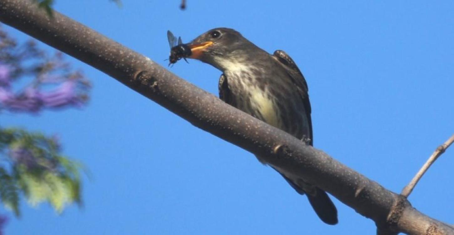Olive-sided Flycatcher in its wintering habitat. Photo: Mike's Birds, Attribution 2.0 Generic (CC BY 2.0) 