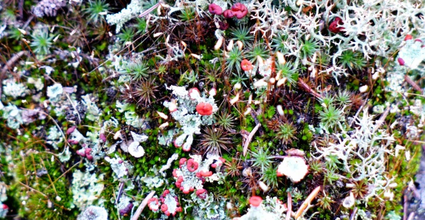 Soldier lichen, Reindeer lichen, and moss on forest floor (Photo:  Susan Beaumont, WRRB)
