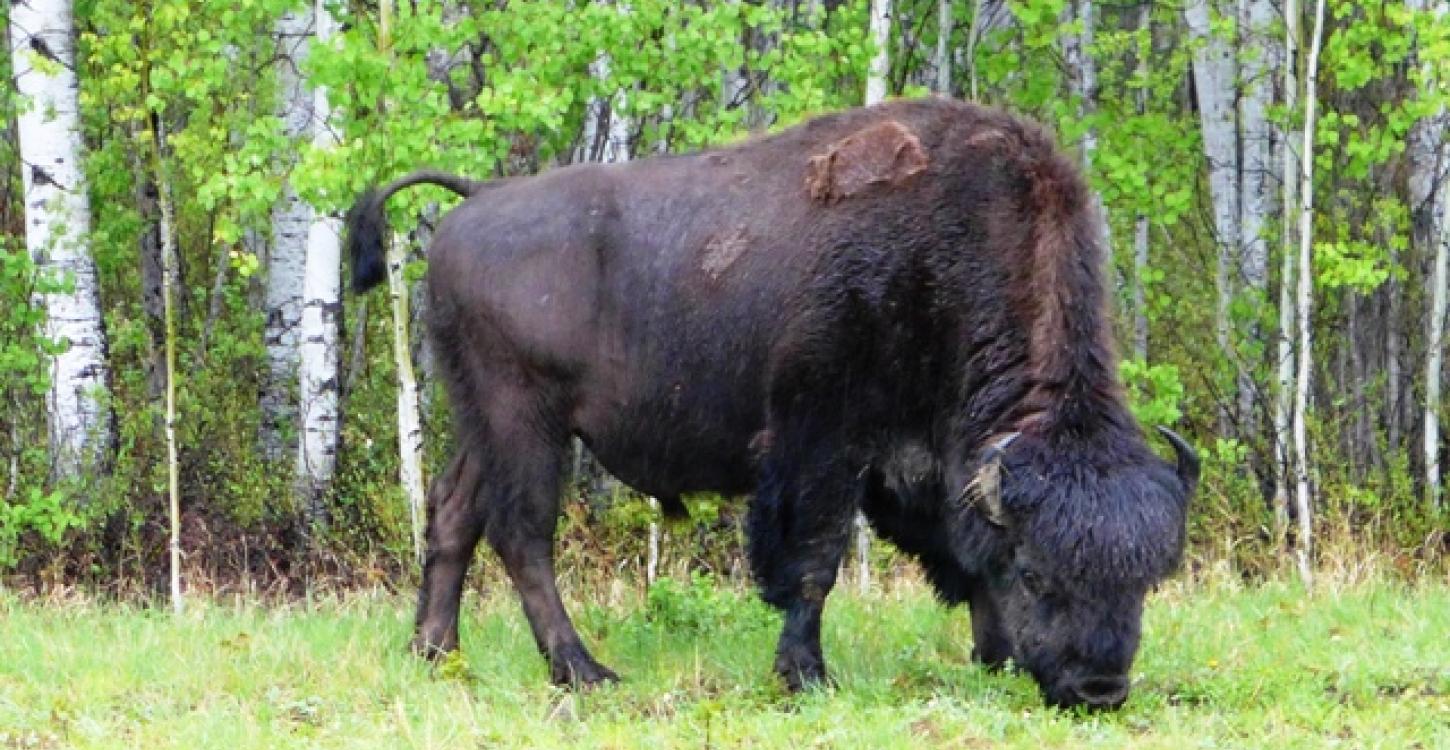 Mackenzie Wood Bison  Photo:  Susan Beaumont, WRRB