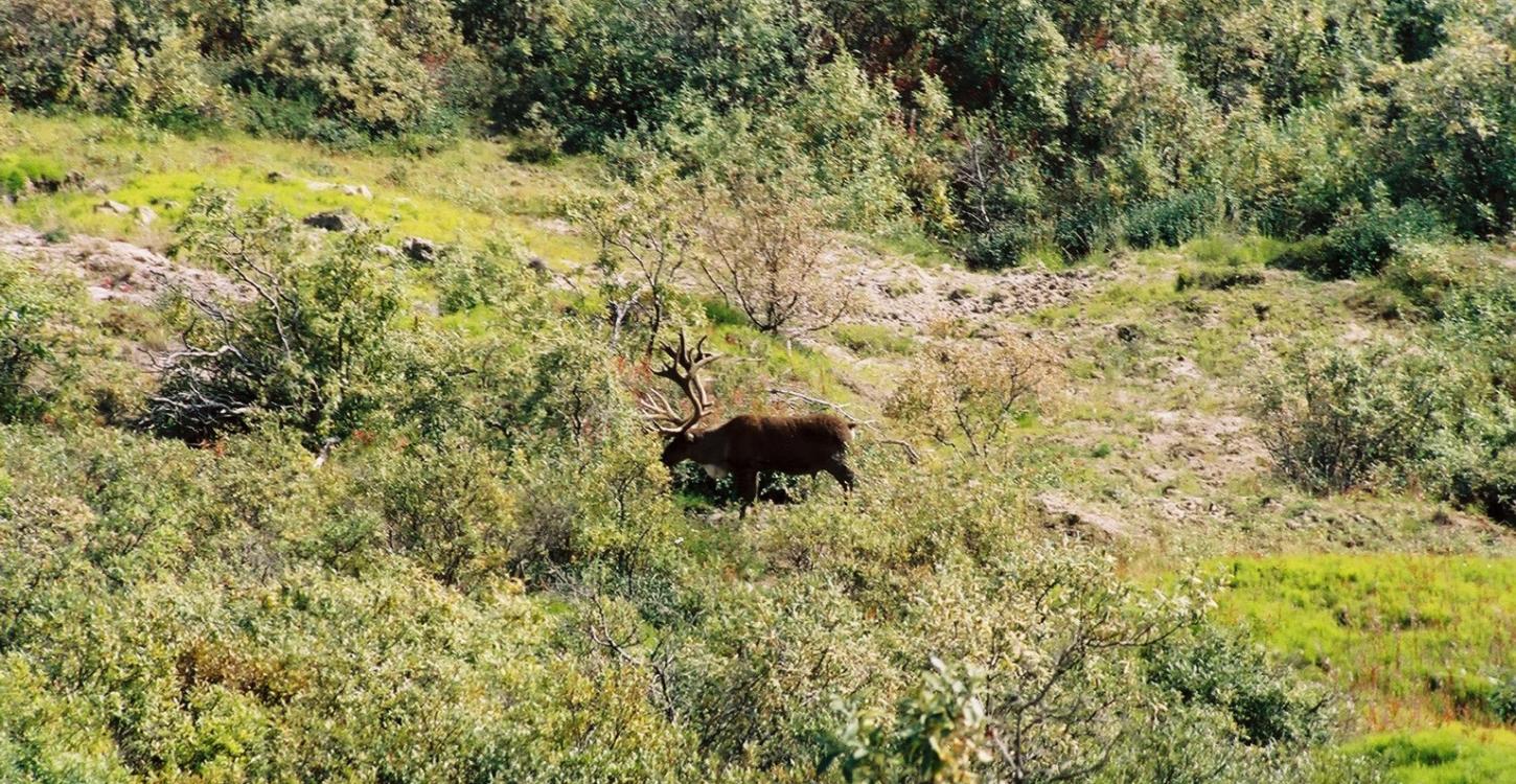 Boreal Caribou walking through the bushes. Photo credit: Ann Gunn, ENR