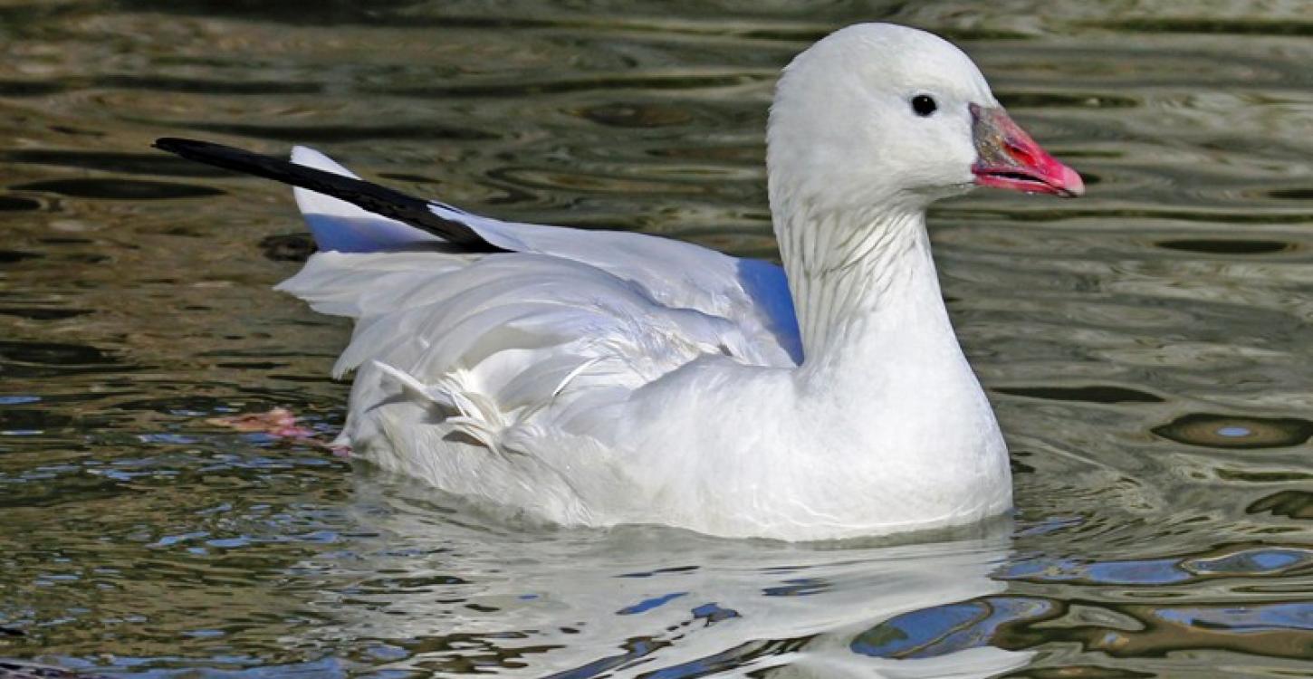Ross's goose swimming (Photo:  Dick Daniels / Wikimedia Commons (CC BY-SA 3.0)