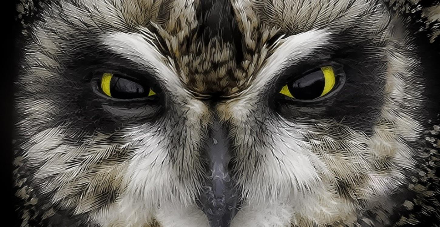 Close up of a Short-eared Owl. Photo credit: Photography by Eric Ellingson, creative commons