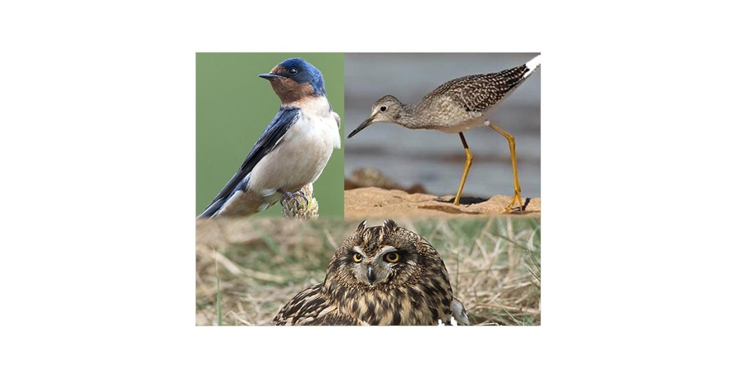 The WRRB recently approved three status re-listings of migratory birds. Photos by Gordon Court and Government of Canada.