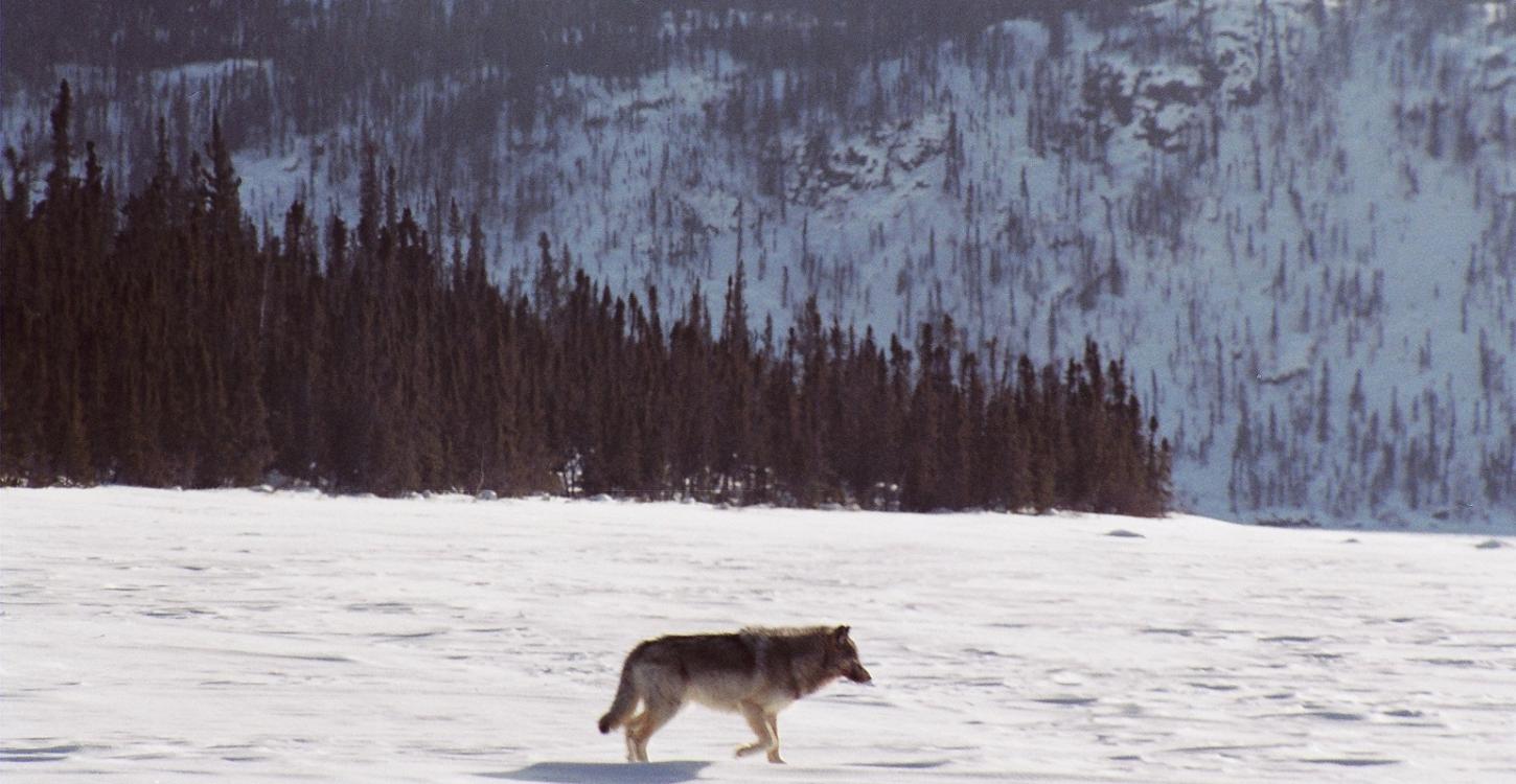 Tundra Wolf - Photo Credit: Anne Gunn, ENR