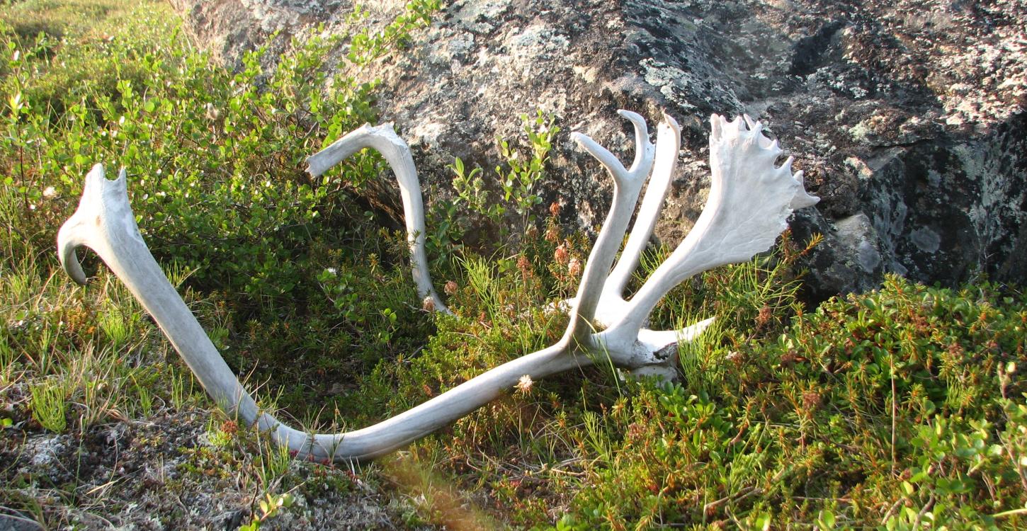 Caribou antlers on the barrens. Photo credit: WRRB