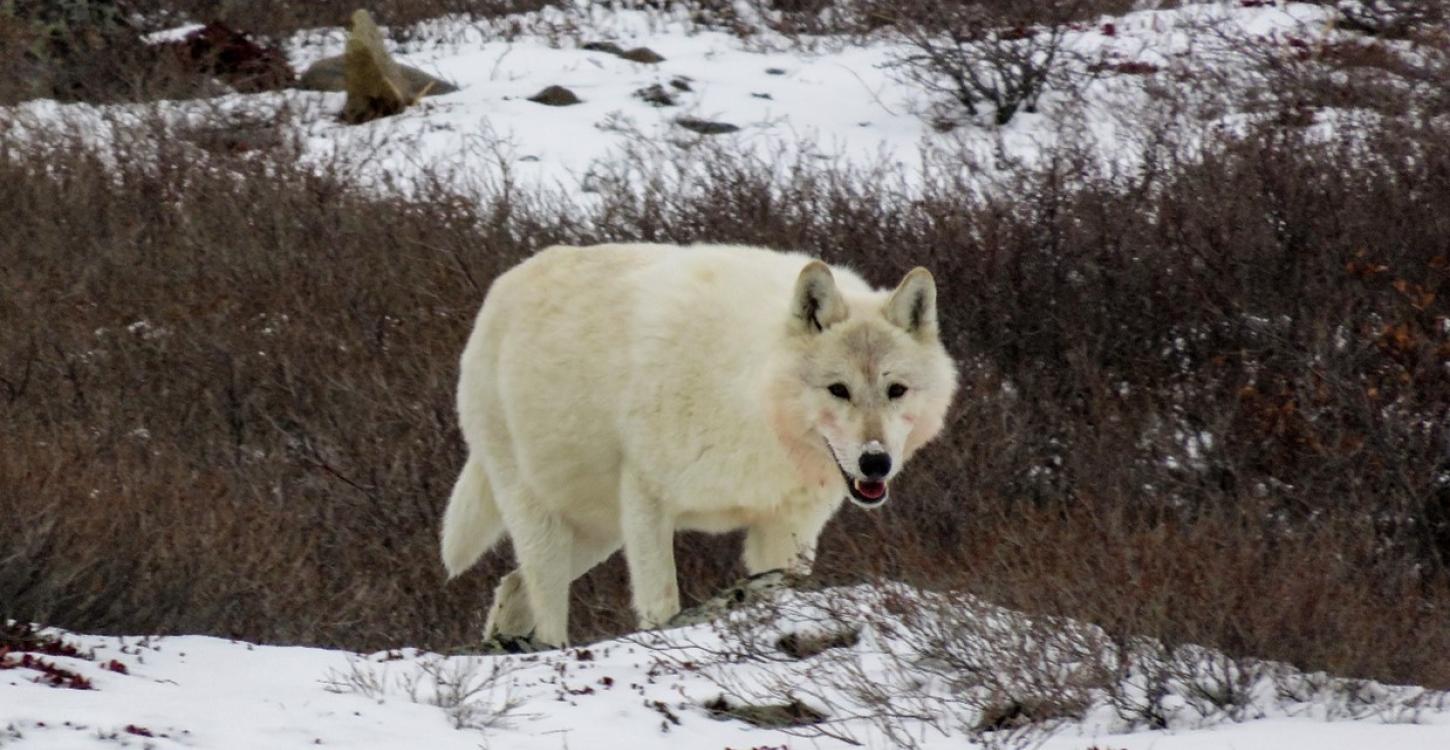Tundra Wolf. Photo credit: Catherine Graydon, 2016. 