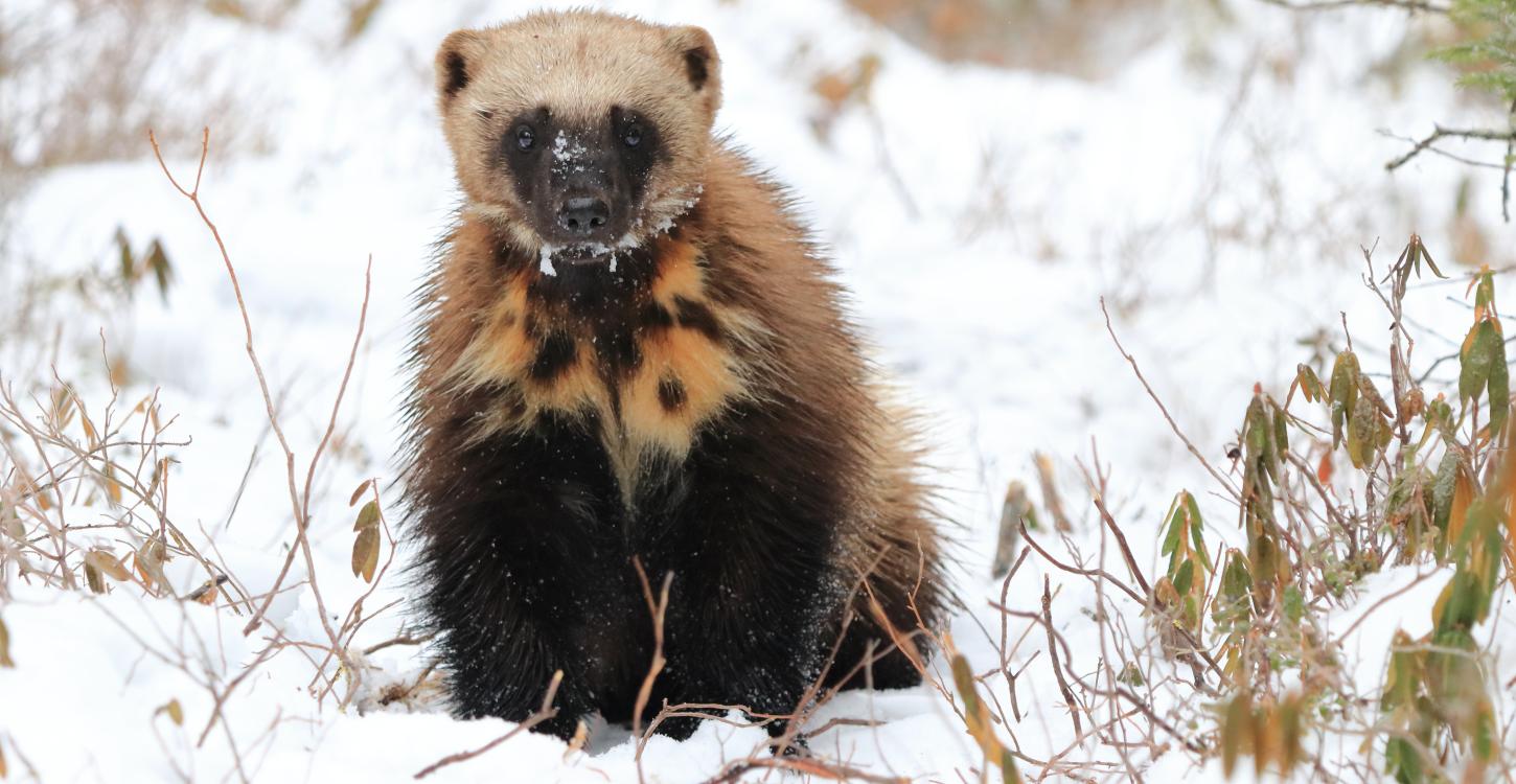 Photo credit: Liam Cowan Photography