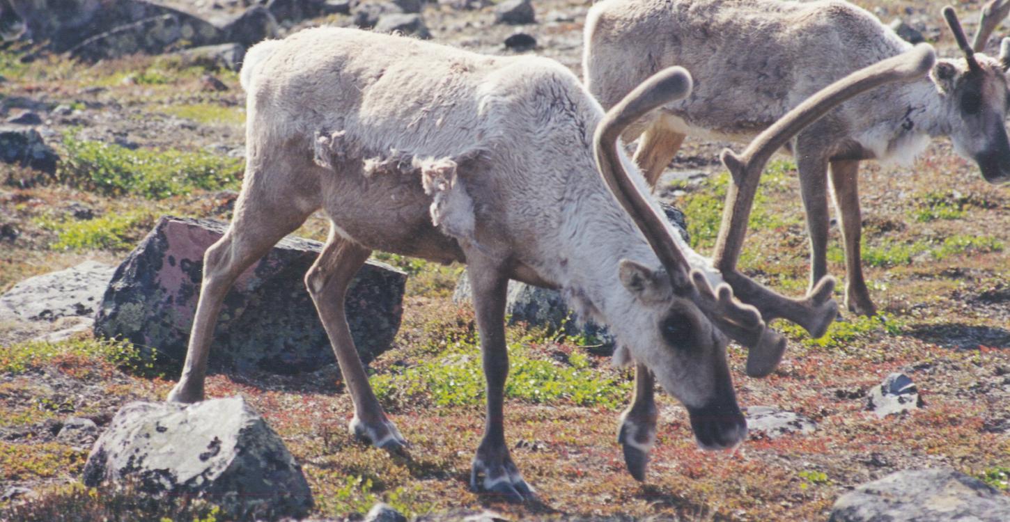 Photo Credit: Rob Gau (GNWT)