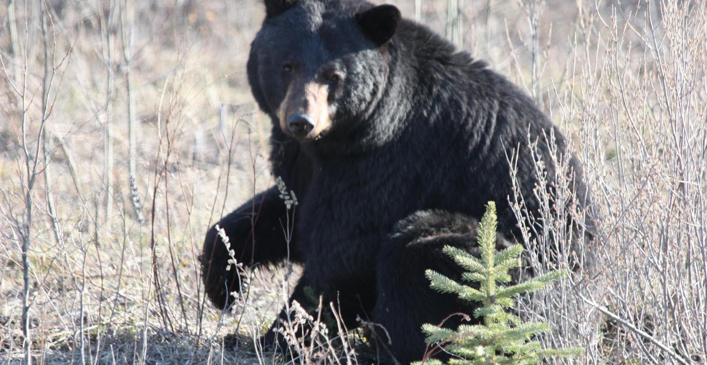 Black bear (Photo: GNWT / K.Cox, ENR)