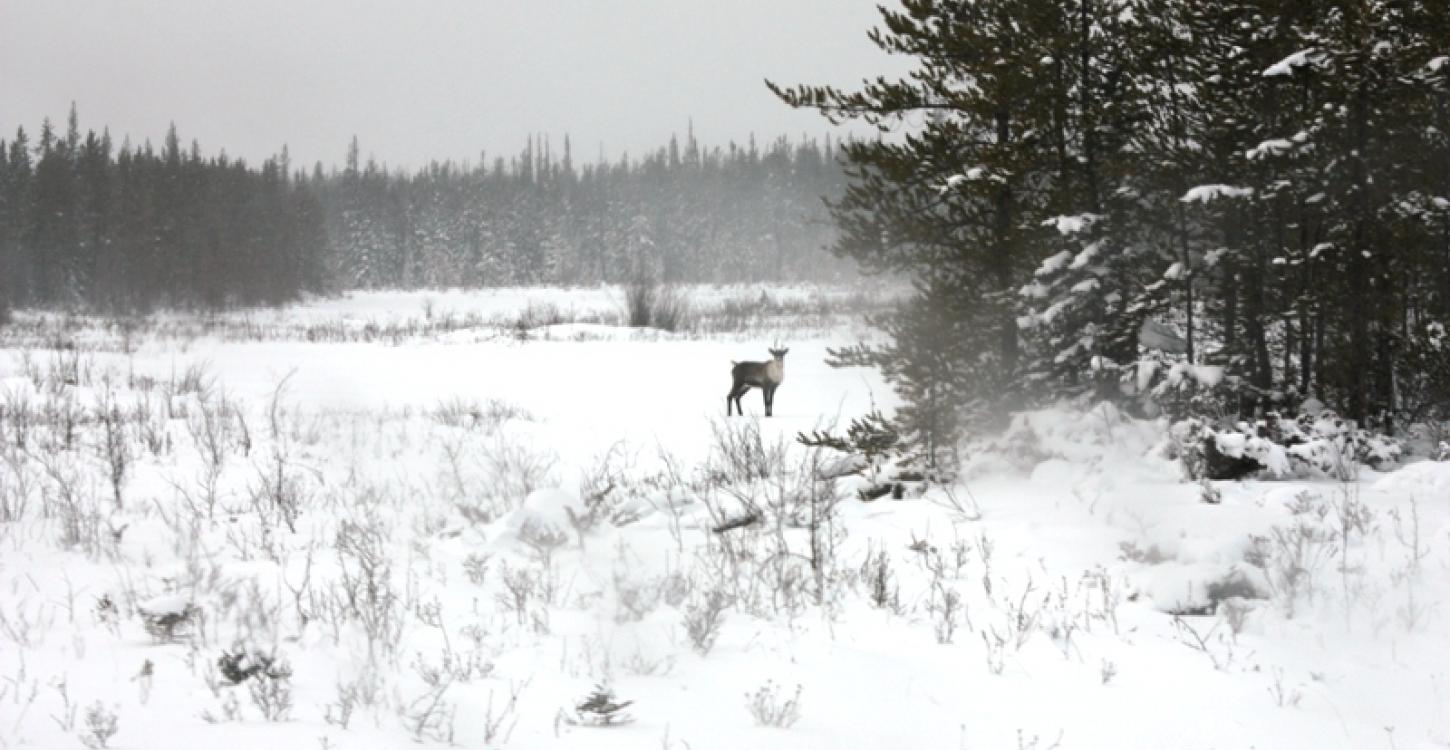 Tǫdzı (boreal caribou)  Photo:  GNWT / A.Kelly, ENR