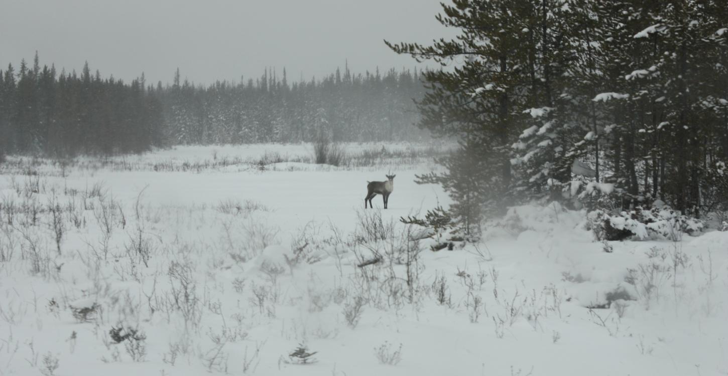 Photo Credit: Allicia Kelly, ENR