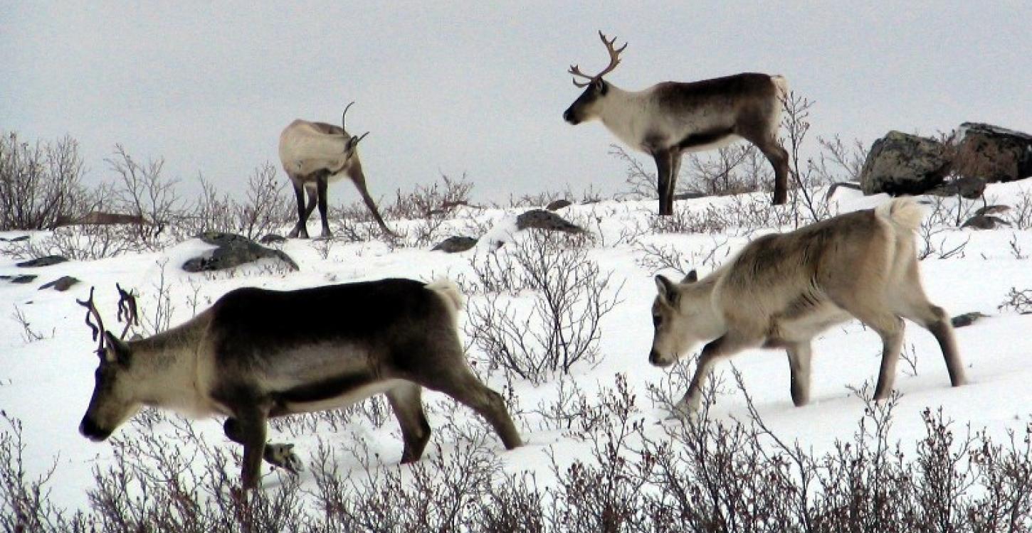 Bathurst caribou calf following cow (Photo:  GNWT / A.Gunn) 