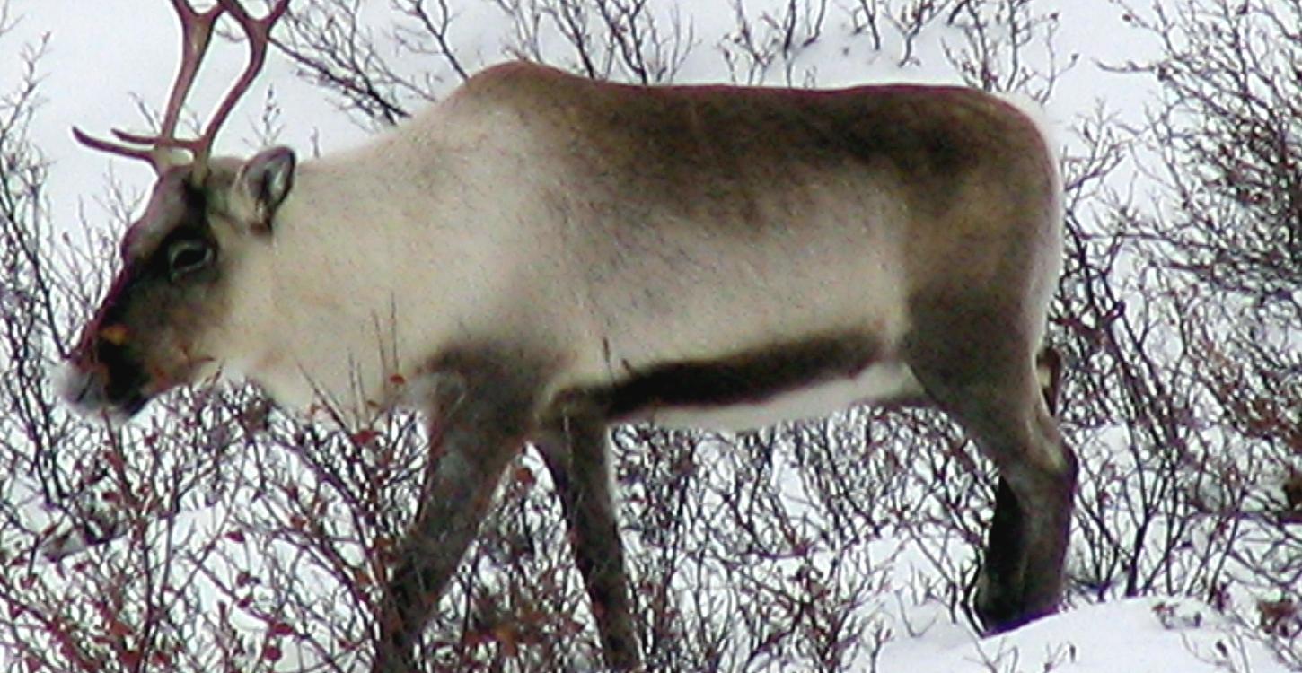 Kǫ̀k’èetı̀ Ekwǫ̀ (Bathurst caribou) remain in a critical-low state according to the Bathurst Caribou Advisory Committee. WRRB staff attended the January BCAC meeting where the status was decided upon. A draft action management plan is expected to be presented to the Board later this year.  Anne Gunn/GNWT-ENR
