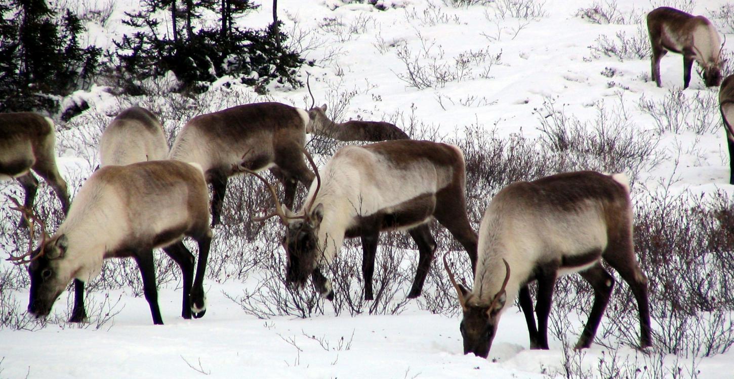 A herd of ekwǫ̀ (caribou) grazing in the snow. Photo credit: Anne Gunn, ENR
