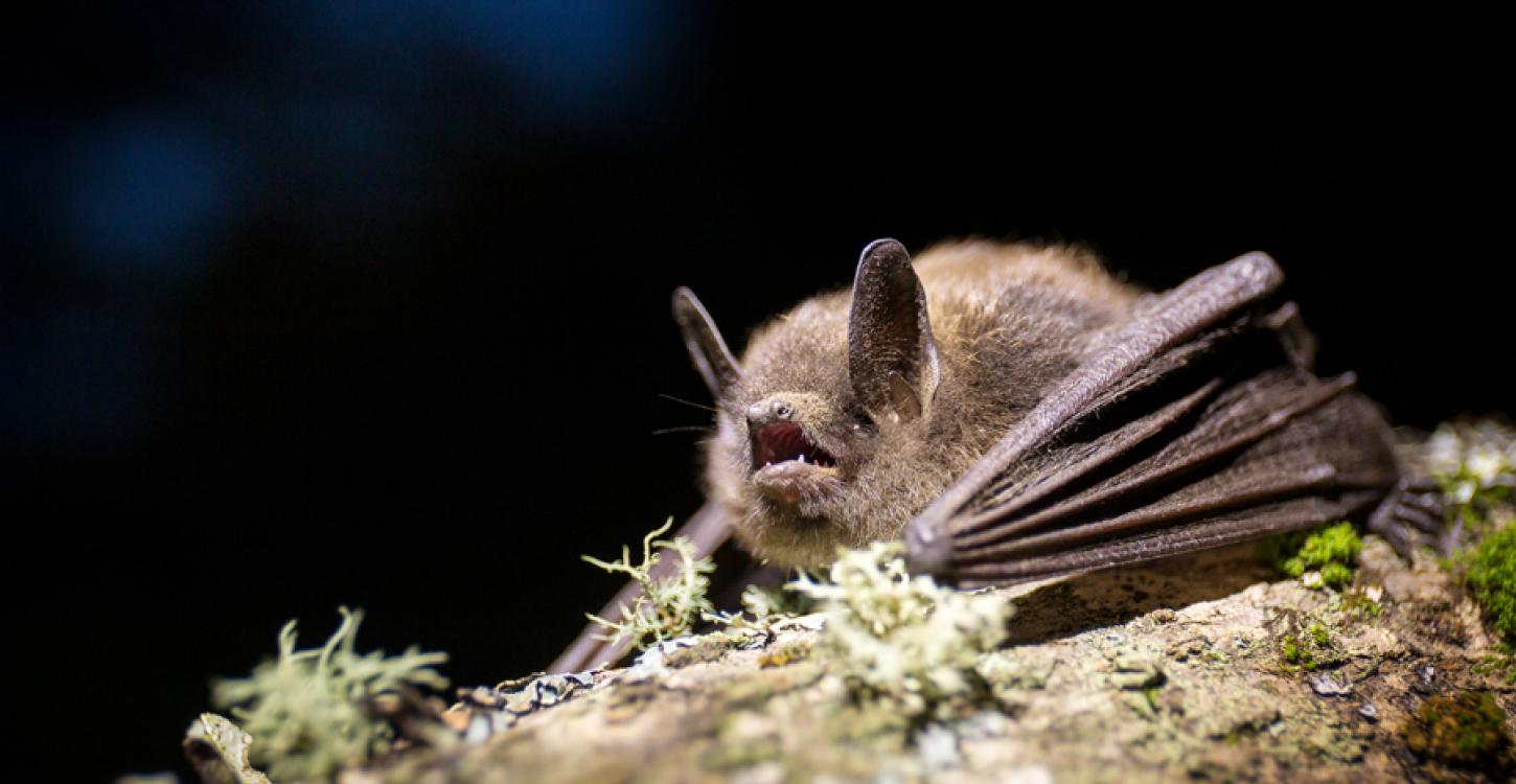 Little Brown Myotis (dłı̨ą k'et'à) resting on a branch. Photo credit: Jason Headley, https://www.inaturalist.org/observations/8624831, 2017. 