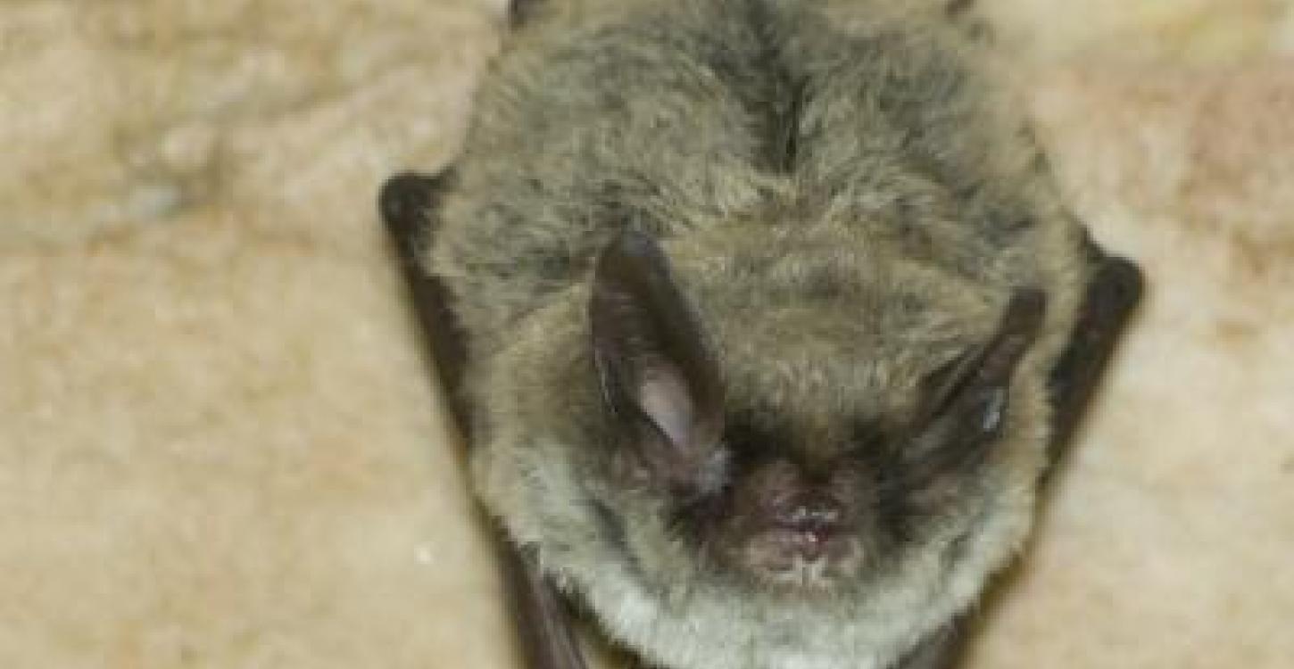 Photo credit: Norrthern Myotis - photo from https://www.nwtspeciesatrisk.ca/en/our-species-risk/northern-myotis 