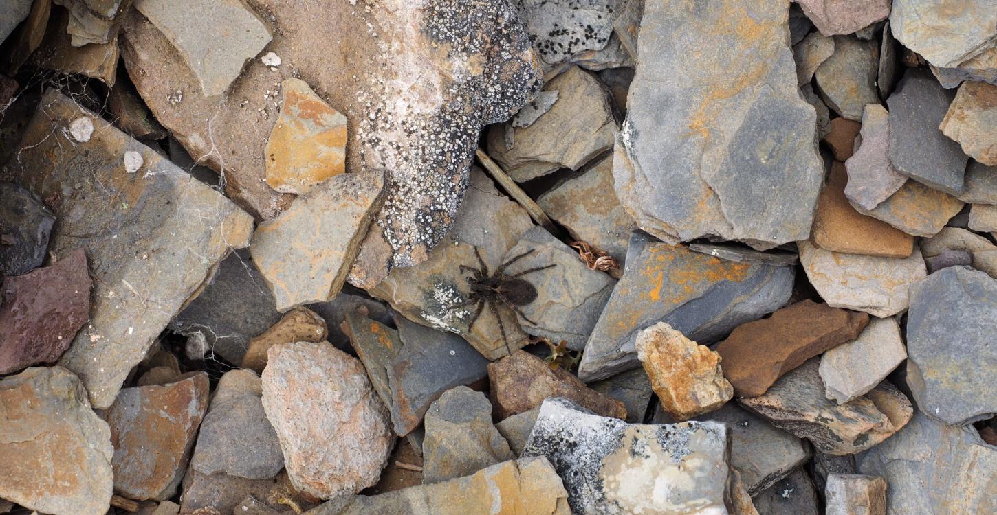 One of the Wolf Spider Species not identified  Photo credit: S. Carriere, https://inaturalist.ca/observations/19936218