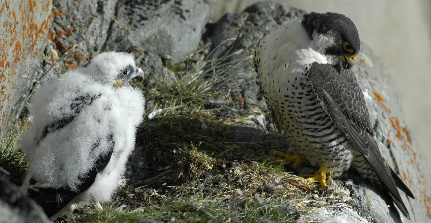 Peregrine Falcons. Photo credit: Alastair Franke