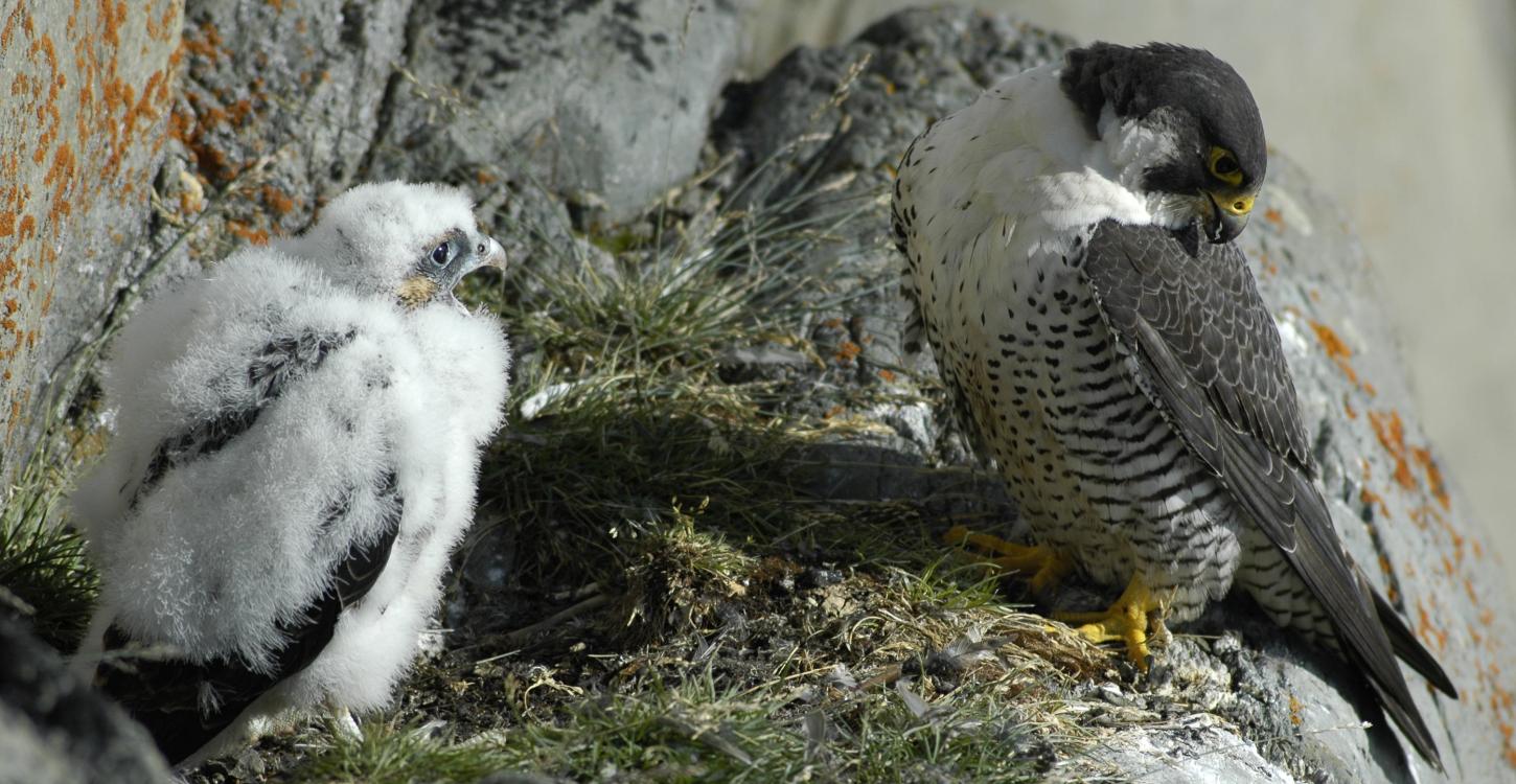 Photo credit: Allastair Franke. The peregrine falcon was assessed for the first time in the Northwest Territories this year and was determined to be not-at-risk.