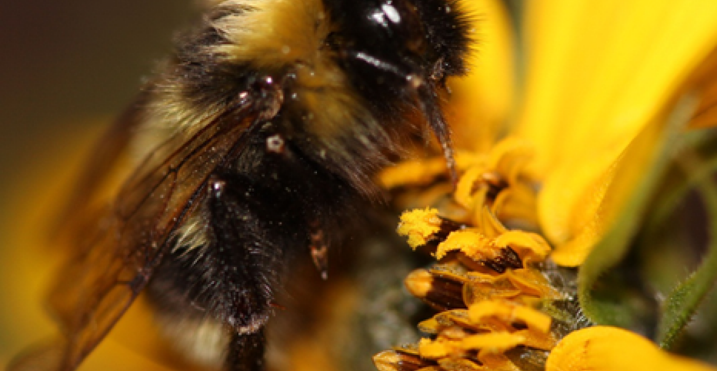 Photo Credit: Sheila Colla