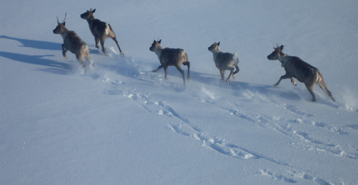 Photo Credit: D. Allaire.