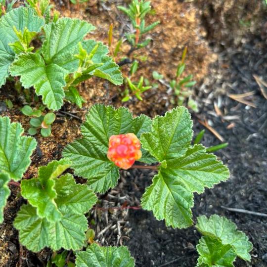 Photo: Nǫdlàa/gots’ǫkà (cloudberry) found between Yellowknife and Behchokǫ̀ July 2024, Christine Dunbar.