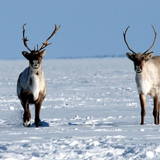 Photo credit: John Nagy, ENR. The Sahtì Ekwǫ̀ (Bluenose-East caribou) herd was reassessed this spring to a red-yellow status by the Advisory Committee for Cooperation on Wildlife Management. The Wek'èezhìı Renewable Resources Board is cautioning that it may be too premature to loosen restrictions on a herd that had a red low-level status though numbers appear to be increasing. 