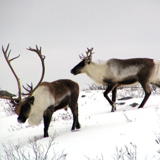Photo credit: John Nagy/GNWT-ENR