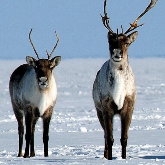 Photo credit: John Nagy/GNWT-ENR