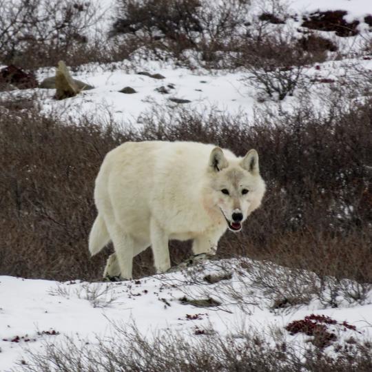 Tundra Wolf. Photo credit: Catherine Graydon