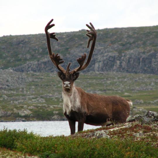 The WRRB accepted a recommendation from the Bathurst Caribou Advisory Committee's (BCAC) annual status review which states that Kǫk’èetı ekwǫ̀ (bathurst caribou) numbers are at historic low numbers. Photo by Andy Krisch/ENR