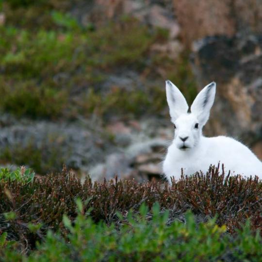 Gahcho (Snowshoe Hare)