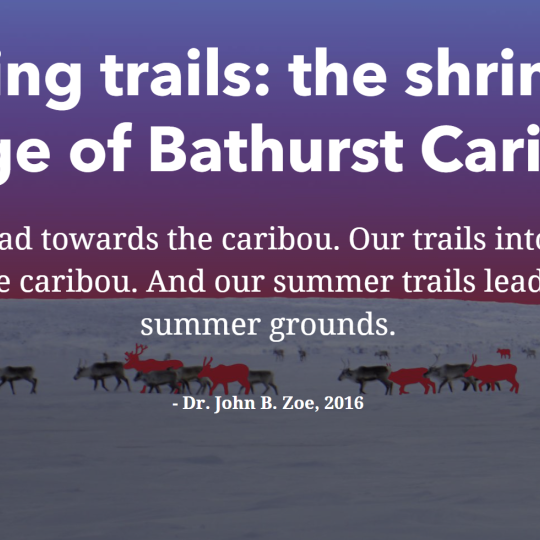 Shifting Trails: The Shrinking Range of Bathurst Caribou
