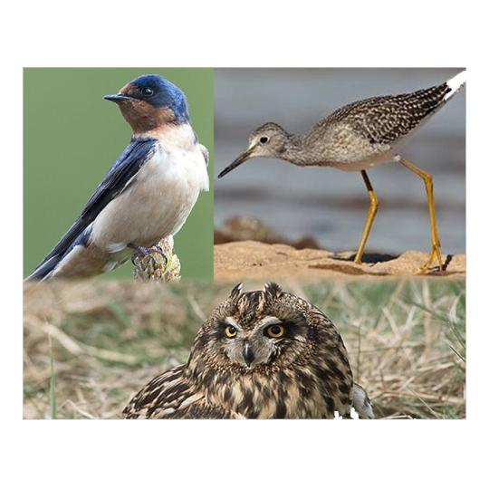 The WRRB recently approved three status re-listings of migratory birds. Photos by Gordon Court and Government of Canada.