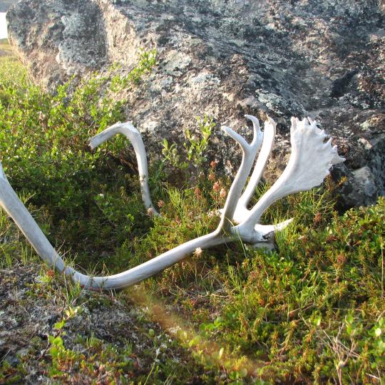 Caribou antlers on the barrens. Photo credit: WRRB