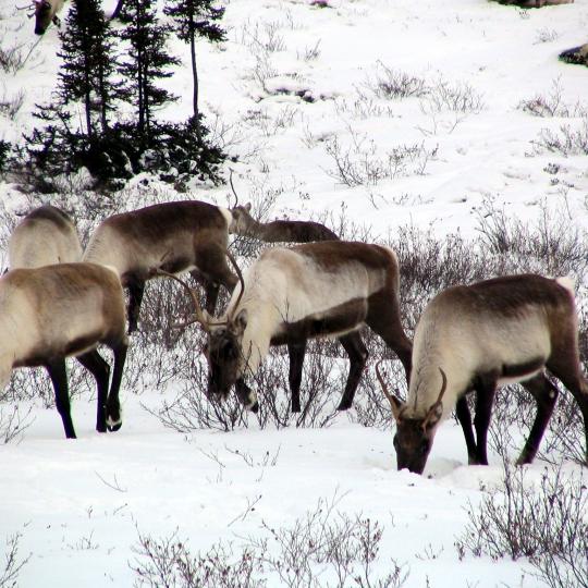 A herd of ekwǫ̀ (caribou) grazing in the snow. Photo credit: Anne Gunn, ENR