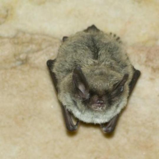 Photo credit: Norrthern Myotis - photo from https://www.nwtspeciesatrisk.ca/en/our-species-risk/northern-myotis 